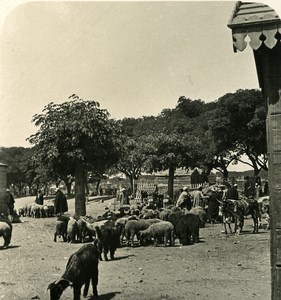 Egypt Cairo Sheep Market old Stereoview Photo NPG 1900