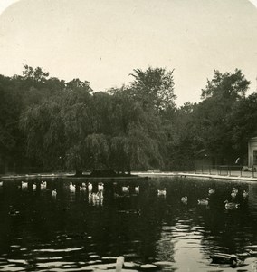 Austria Wien Schonbrunn Castle old NPG Stereo Photo 1900