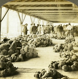 USA Floride Key West Sponge Market old Griffith Stereo Photo 1900