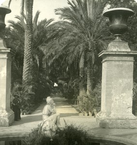 Italy Sicily Palermo Palm garden Old NPG Stereo Photo 1900