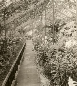 United Kingdom London Kew Royal Botanical Gardens Old Rotary Stereo Photo 1900