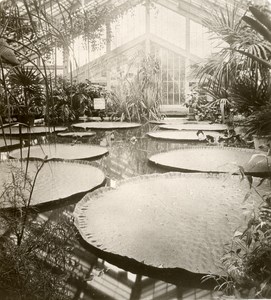 United Kingdom London Kew Royal Botanical Gardens Old Rotary Stereo Photo 1900