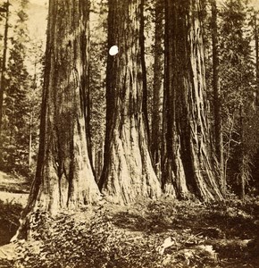 USA California Mammoth Trees Three Grace Old Popular Series Stereo Photo 1870