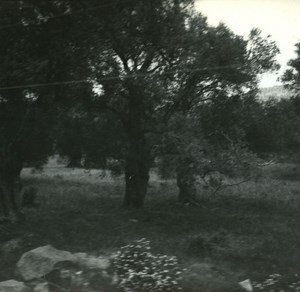 France Corse Environs d Ile Rousse ancienne photo stereo Amateur 1920