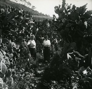 France Corse Cargese Figuiers de Barbarie ancienne photo stereo Amateur 1920