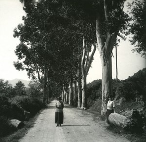 France Corse Bicchisano Allee d Eucalyptus ancienne photo stereo Amateur 1920