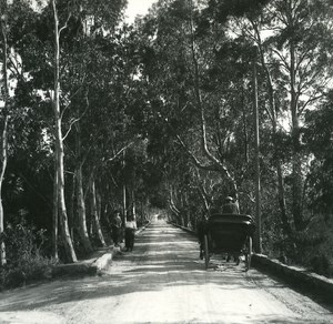 France Corse Porto Vecchio Allée d Eucalyptus ancienne photo stereo Amateur 1920