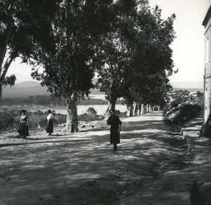 France Corse Porto Vecchio les eucalyptus ancienne photo stereo Amateur 1920