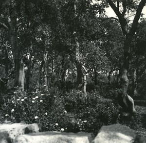 France Corsica Porto Vecchio Wood Cork Oak Old Stereo Photo 1920