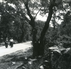 France Corse Porto Vecchio Bois de Chene Liege ancienne photo stereo Amateur 1920