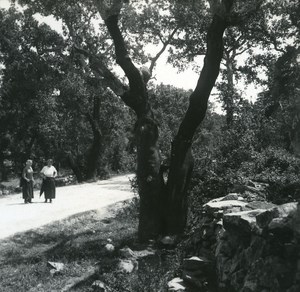 France Corsica Porto Vecchio Wood Cork Oak Old Stereo Photo 1920