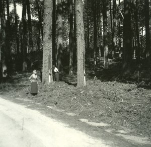 France Corse Ospedale Recolte de la Terebenthine ancienne photo stereo Amateur 1920