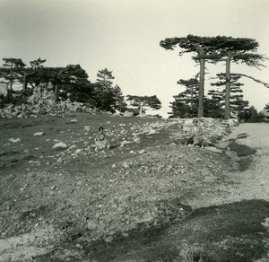 France Corse Col de Bavella ancienne photo stereo Amateur 1920