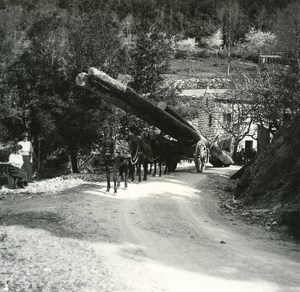 France Corse Col de Verde Transport de Bois ancienne photo stereo Amateur 1920