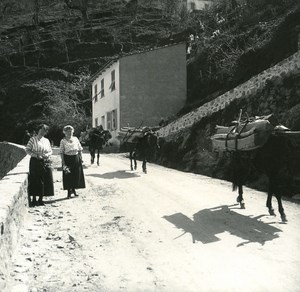 France Corse Vivario Transport du Bois ancienne photo stereo Amateur 1920