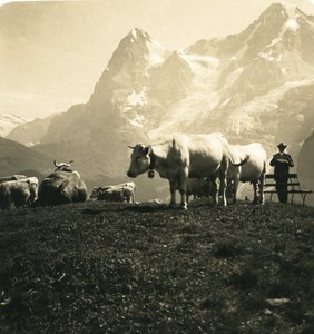 Switzerland Murren Eiger Cows Old Werhli Stereo Photo 1906