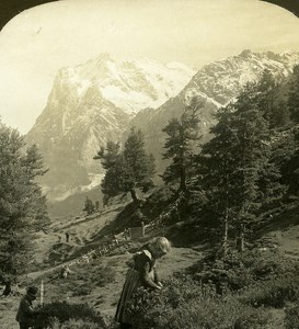 Switzerland Children Mountain Pasture Wetterhorn Old Stereo Photo ASC 1900