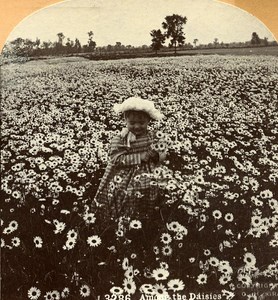 USA Among the Daisies Pretty Girl Old Stereo Photo Stereoview Graves 1900