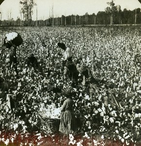 USA Mississipi Cotton Picking Old Stereo Photo Stereoview ASC RY Young 1900