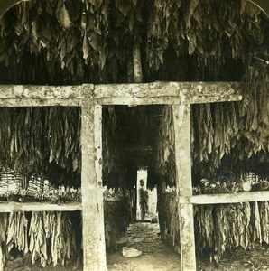 Jamaica May Pan Tobacco Leaves in Drying Shed Old Stereo Photo HC White 1900