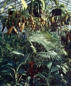 Germany Nepenthes Green House Autochrome on Paper from Hans Hildenbrand 1910