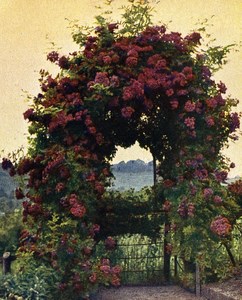 Germany Rottenberg Roses Old Autochrome on Paper from Hans Hildenbrand 1910