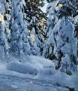 Germany Fir Trees covered Snow Autochrome on Paper from Hans Hildenbrand 1910's