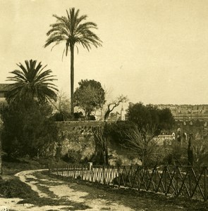 Italy Roma Colosseum Coliseum view from Palatine Hill Old NPG Stereo Photo 1900