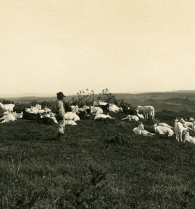 Italy Roma Via Appia Boy Shepherd Old NPG Stereo Stereoview Photo 1900