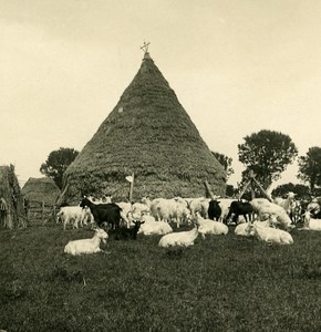 Italy Roma Via Appia Sheepfold Pen Farm Old NPG Stereo Stereoview Photo 1900