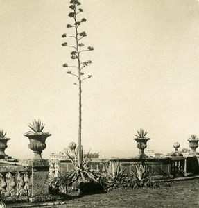 Italy Roma Frascati Villa Torlonia Old NPG Stereo Stereoview Photo 1900