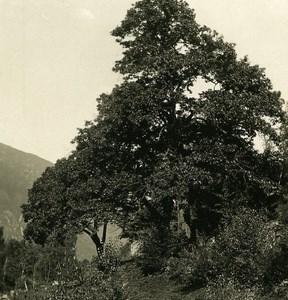 Italy Alps Trentin Merano Noble Chesnut Old NPG Stereo Stereoview Photo 1900
