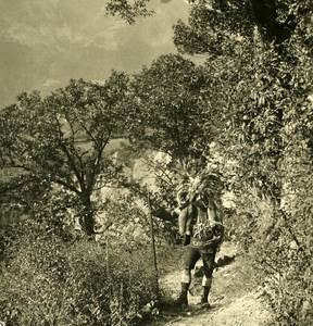 Italy Alps Trentin Merano guard of vineyards Old NPG Stereo Photo 1900