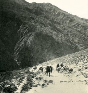 Argentina Andes Caravan of Mules Old NPG Stereo Stereoview Photo 1900