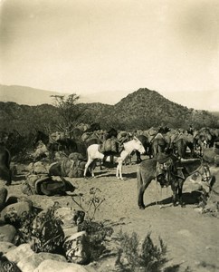 Argentina Andes Copper Carrier Caravan of Mules Old NPG Stereo Photo 1900