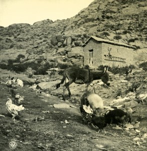 Argentina Andes Chicken Dog & Mule Old NPG Stereo Stereoview Photo 1900