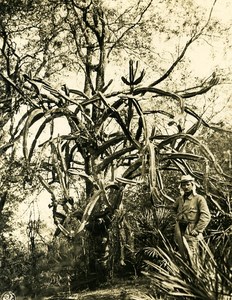 Argentina Andes Vegetation Old NPG Stereo Stereoview Photo 1900