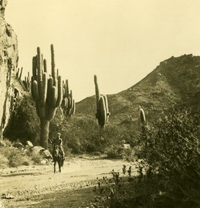 Argentina Andes Vegetation 3200M Old NPG Stereo Stereoview Photo 1900