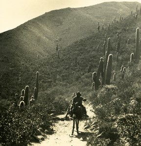 Argentina Andes Vegetation 1500M Old NPG Stereo Stereoview Photo 1900