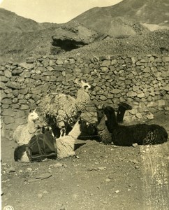 Bolivia Plateau Lama group resting Old NPG Stereo Stereoview Photo 1900