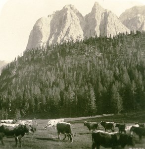 Italy Dolomites Alps Mountain tre Croce Old Anonymous Stereoview Photo 1900