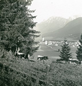 Italy South Tyrol Mountain Pustertal Niederdorf Cows Stereoview Photo NPG 1900