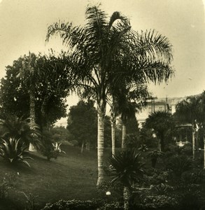 France French Riviera Monte Carlo Casino Gardens Old Stereoview Photo NPG 1900