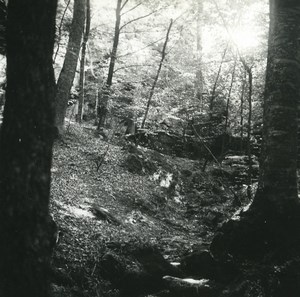 Belgium undergrowth in Ardennes Forest Amateur Stereoview Photo Possemiers 1900