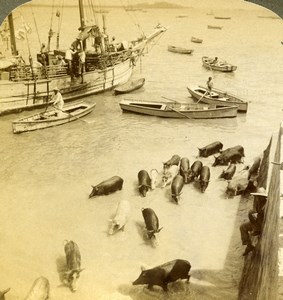 Panama City Harbor Pigs for the Market Old Stereoview Photo Underwood 1904