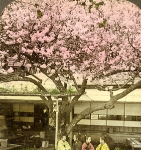 Japan Tokyo Atago Cherry Blossoms Tea-House Old Stereoview Photo Underwood 1904