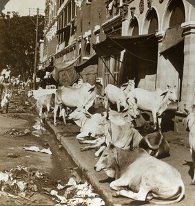 India Calcutta Hindu Sacred Cows Street Scene Stereoview Photo Underwood 1903