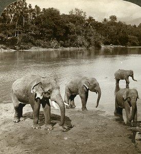 Ceylon Elephants Sun Bathing Old Stereoview Photo Underwood 1902