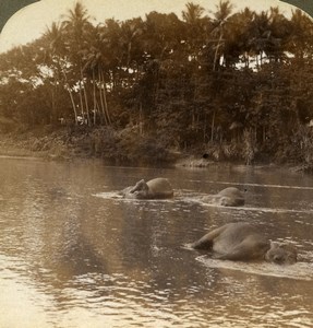 Ceylon Elephants bathing in River Old Stereoview Photo Underwood 1903