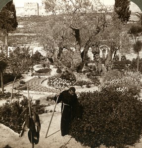 Palestine Jerusalem Garden Gethsemane Olive Tree Stereoview Photo Underwood 1905